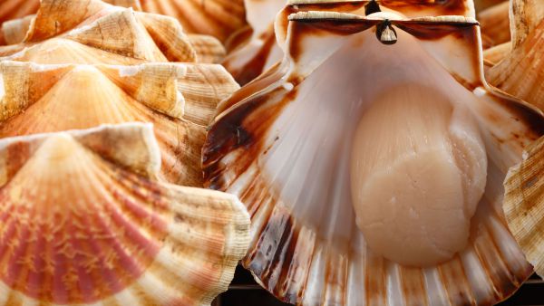 crop.600x338_f37d1f1f9a87e39c3c78a79a8483e90e2bb84e82